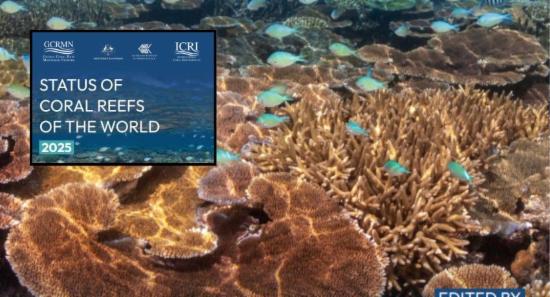 South Asia Emerges As Rare Coral Recovery Success